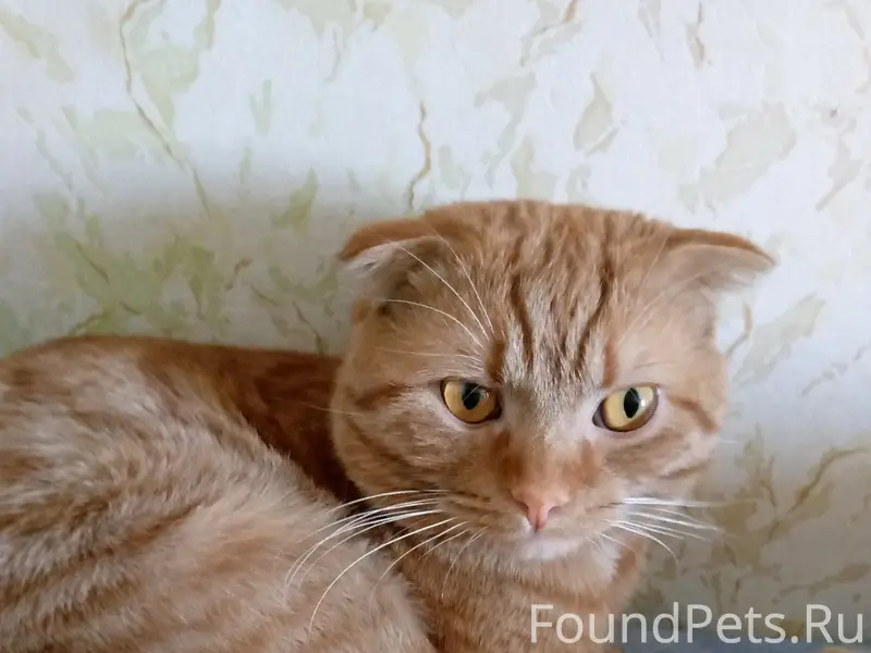 Район лтз найден кот 8 9...