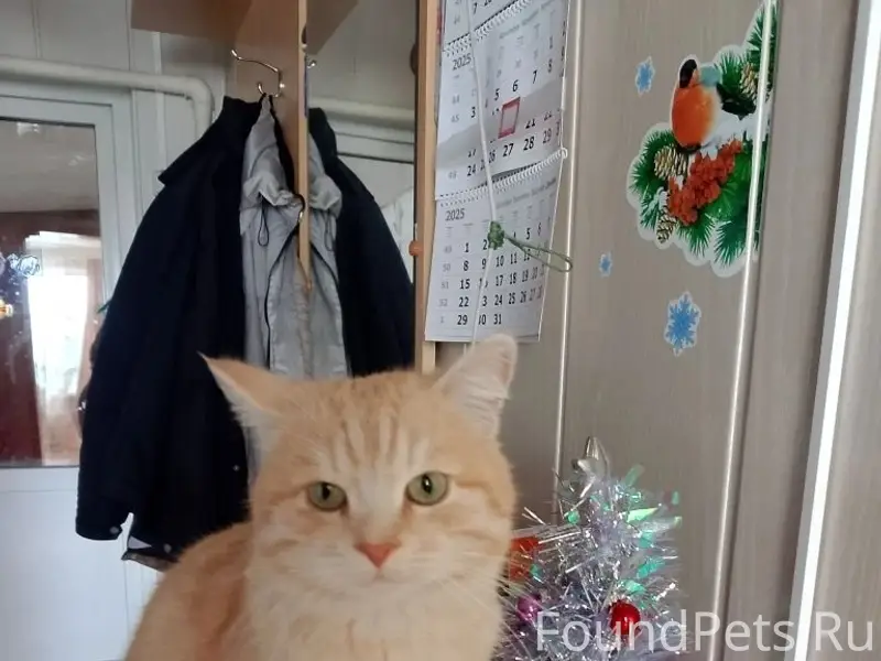 Пропал кот. Очень домашний, ла...