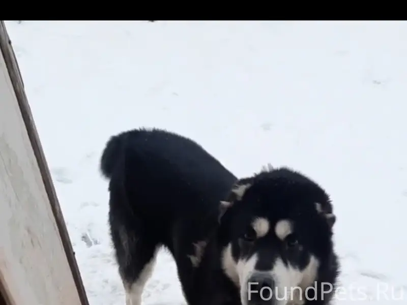 Убежала собака, кобель,кличка ...