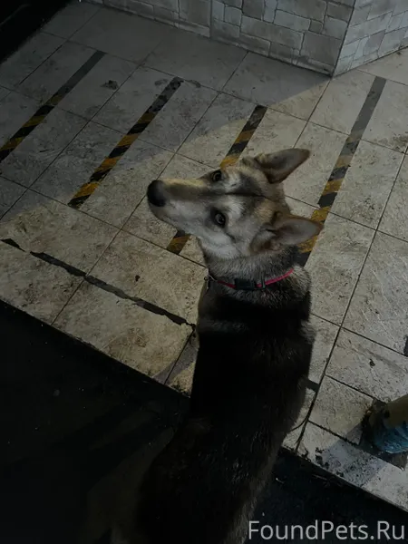 Похоже на потеряшку. А может с...