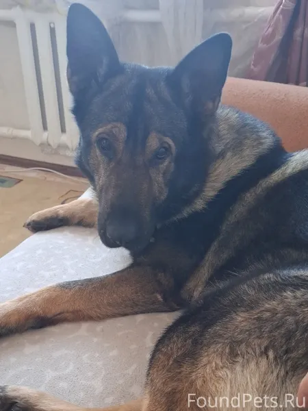 Потерялась собака. Его видели ...