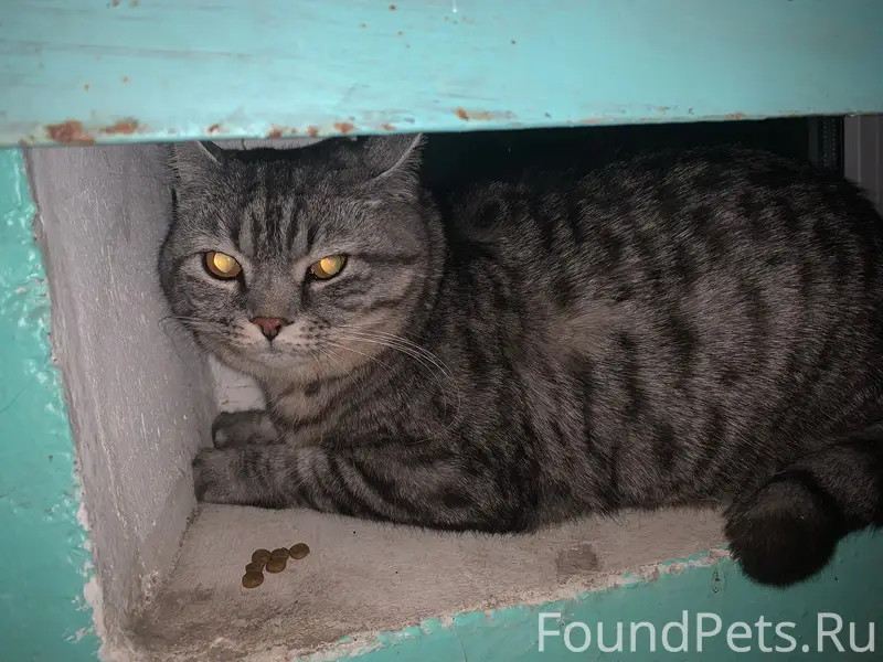 Найден кот или кошка,не дал...