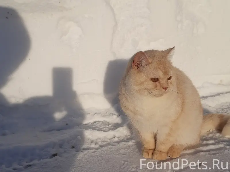 Пропал кот, Семенково, 2я Прид...