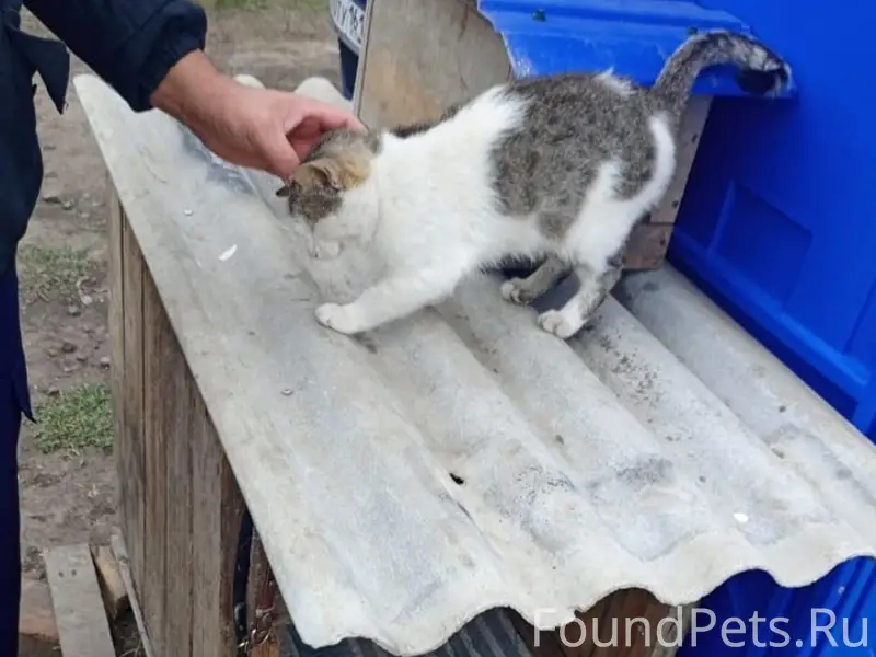 Пропал кот по кличке БУЛЬКА ув...