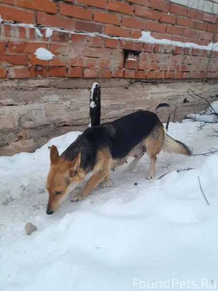 🆘🆘🆘На ул. Советской убежала со...