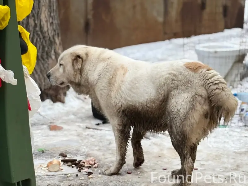 По улице Писемского бегает соб...