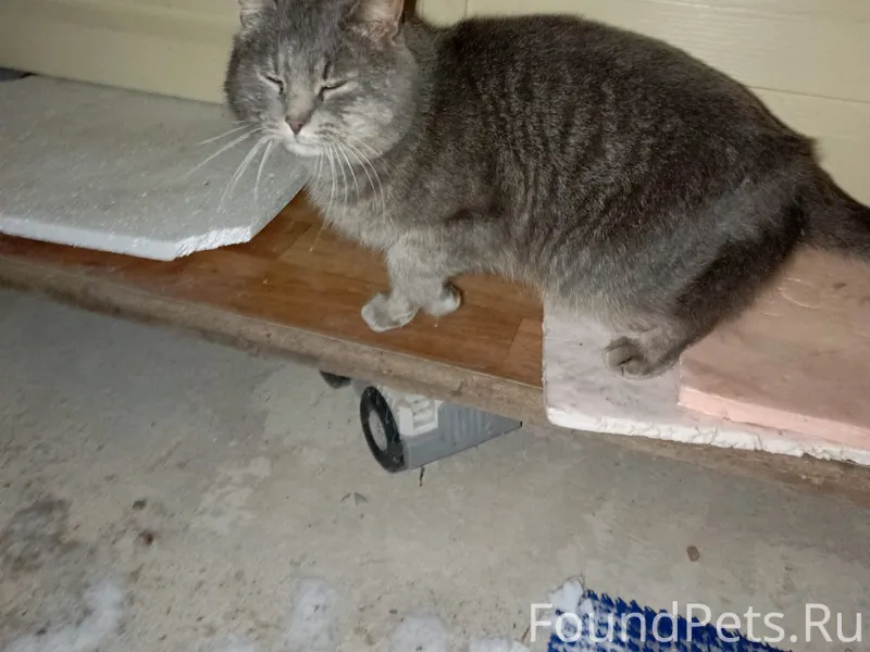 Котик ищет хозяев. Живёт по не...