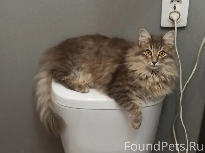 Пропал кот!!! Зовут Ханя, в ра...