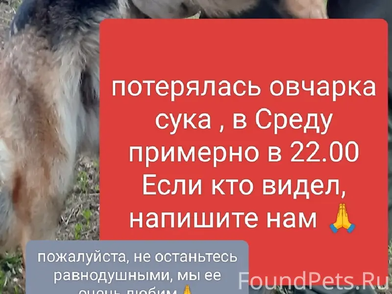 Добрый день. Потерялись 2- соб...