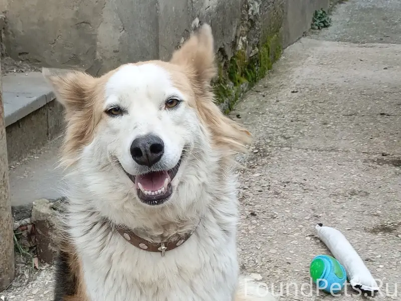 Нашли собаку Девочка, на ошейн...