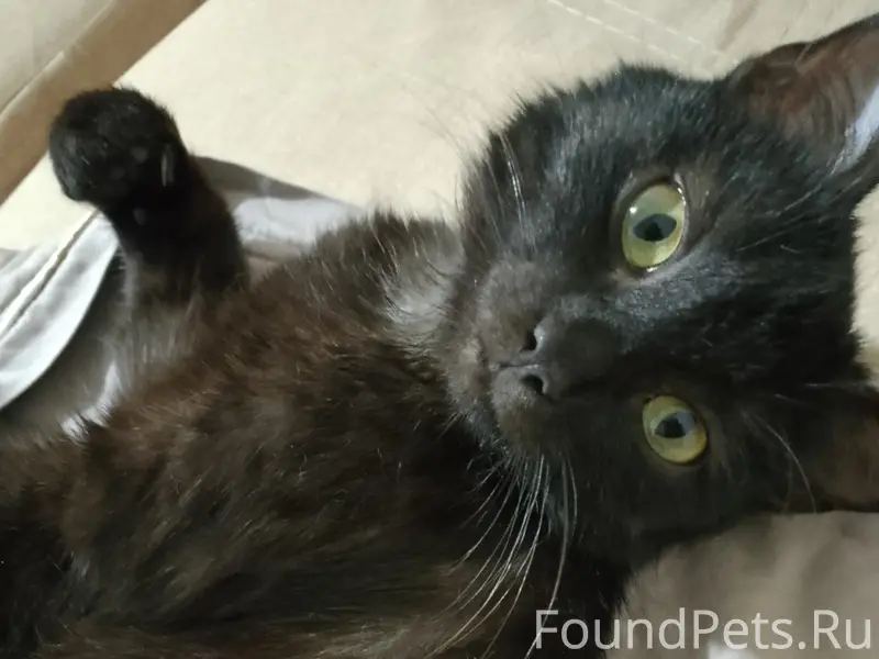 Пропала кошка🐈‍⬛ 10 февраля в ...