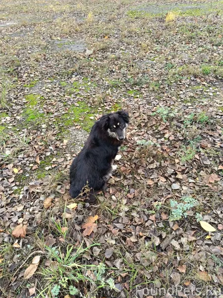 Помогите найти собаку! Сегодня...