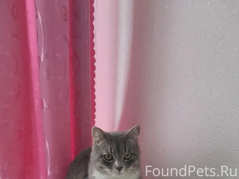 Пропал кот в районе жд больниц...