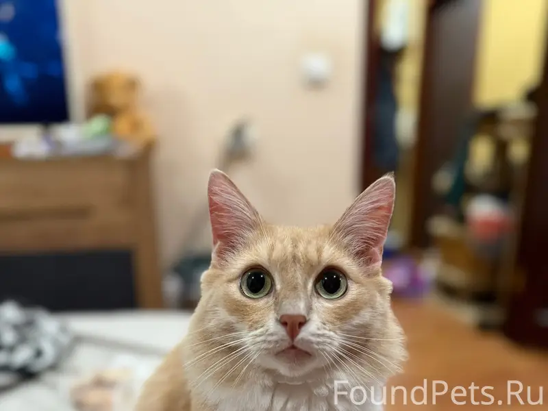 Пропал кот «Марсик» в районе М...