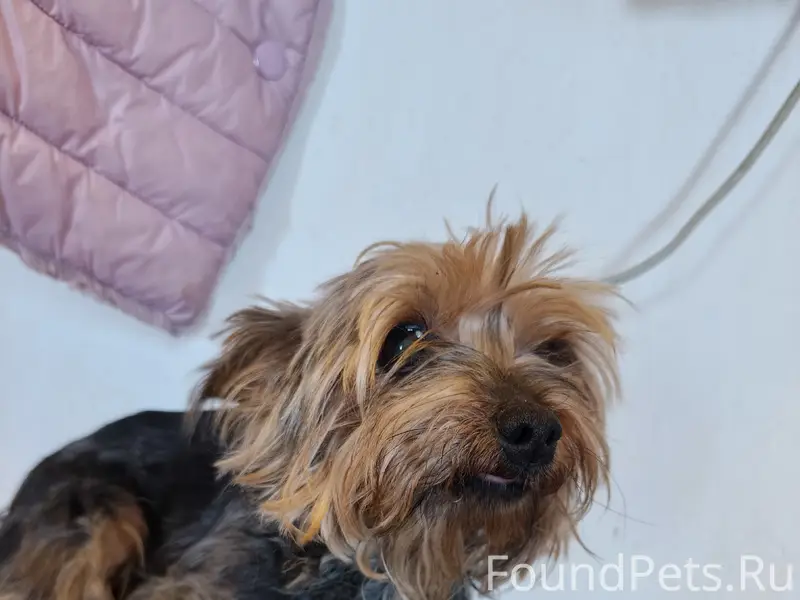 Найдена собака, Йорик в районе...