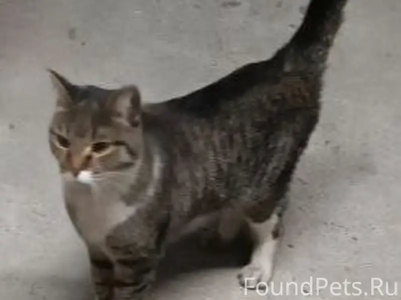 Найдена кошка.Ухоженная, видно...