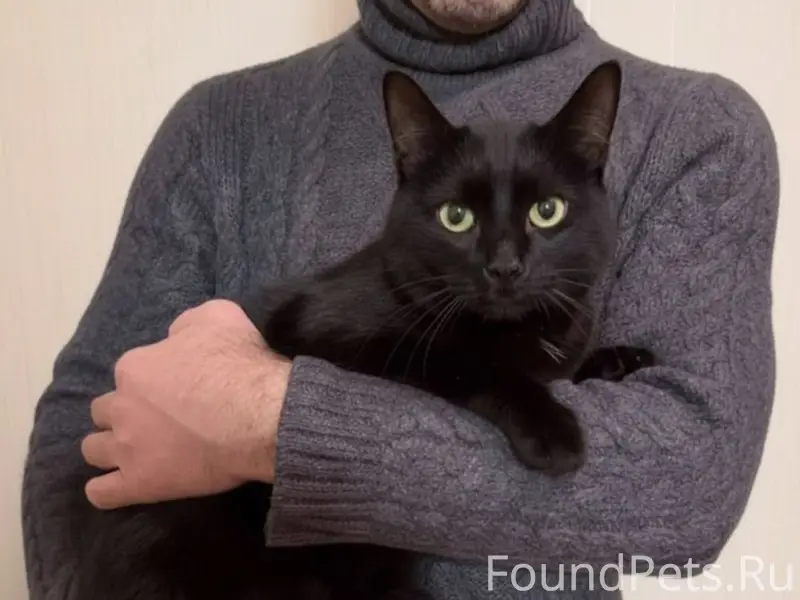 🐈‍⬛Гера - молотой кот 1 -1,5.....