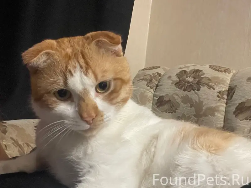 Пропал кот, район военного гор...