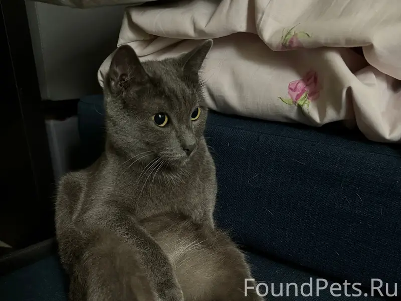 Пропал серый кот в районе ул.....