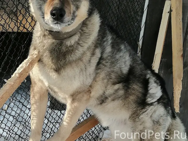 Сбежал пёс. Район стадиона - у...