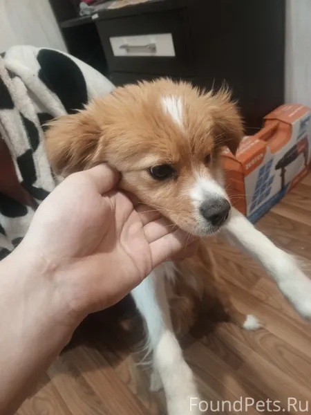 Найдена собака, девочка. Второ...