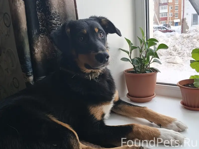 Пропал щенок кличка Джек, в ра...