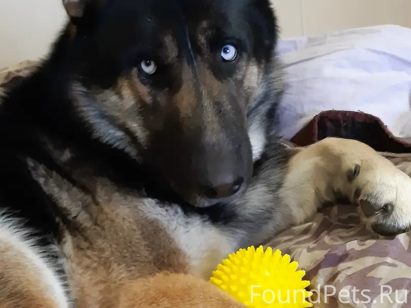 Потерялась собака по кличке Ар...