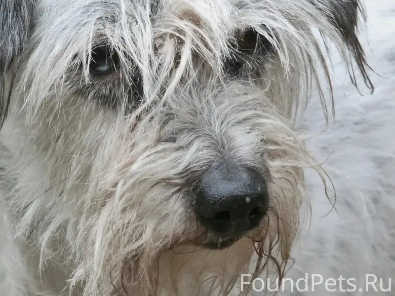 ‼️🐕 На Старой Кукковке потерял...