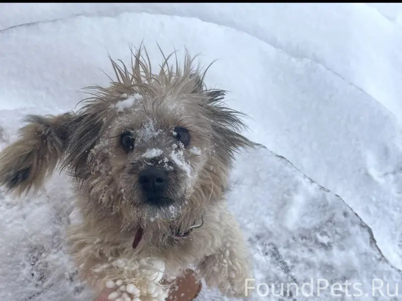 Белгород Потерялась собака по ...
