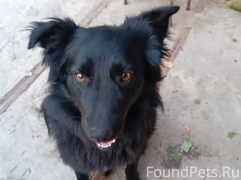 Потерялась собака: две собаки ...