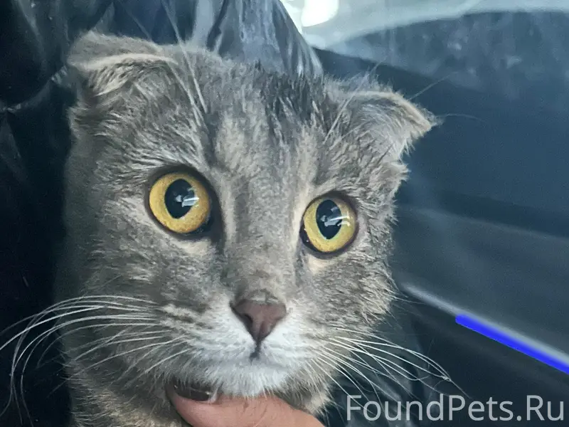 Найдена кошка на московском шо...