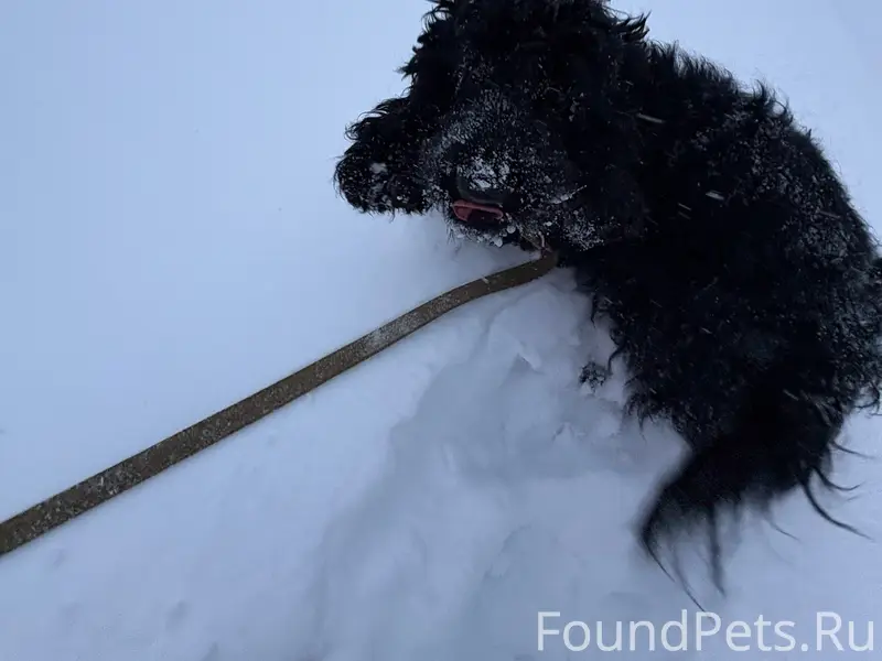 Убежала собака Если кто-то вст...