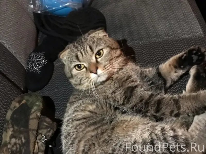 Помогите найти! Пропал кот! г....