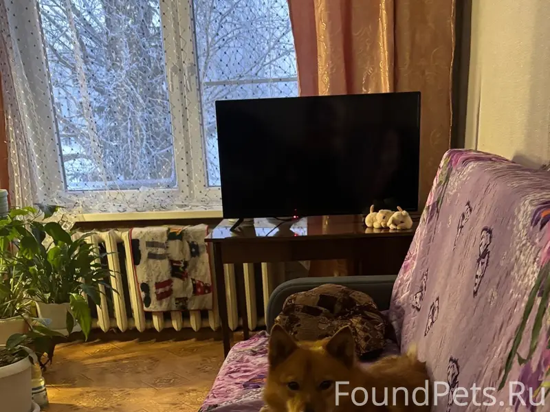 Пропала собака 2 февраля. Прос...