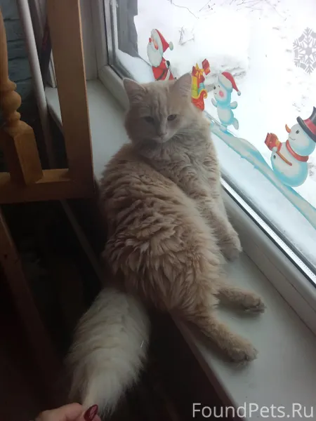 Здравствуйте,кот пропал,уже не...