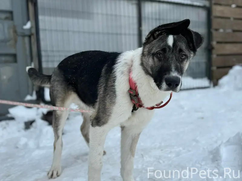 Найдена собака, метис, молодой...
