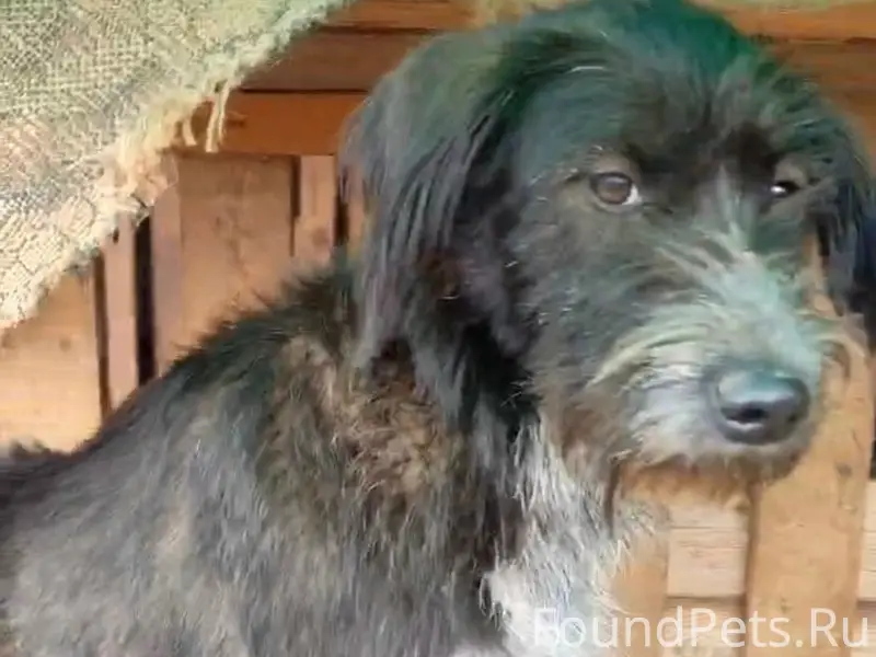 Убежала собака, возможно наход...