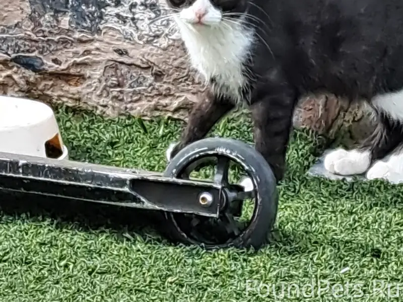 Мкр.Лебеди пропала кошка(Бюся)...