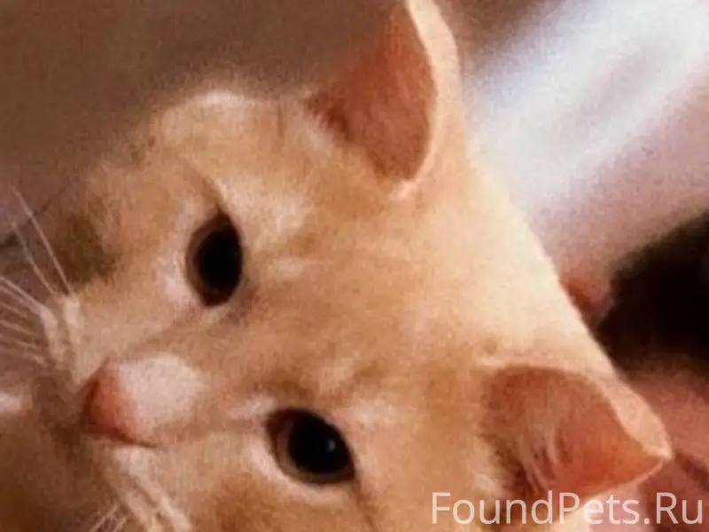 Пропал.кот.зовут.симба.уже.нет...