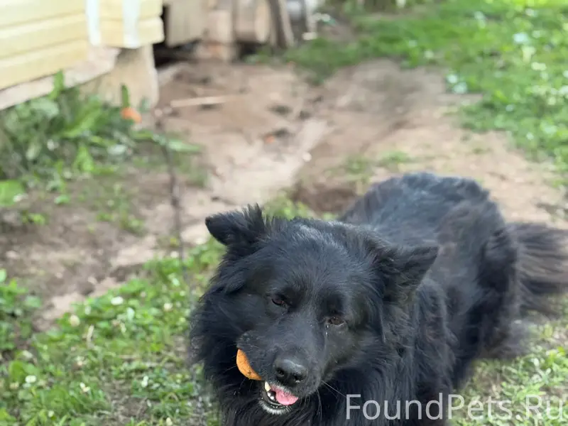 Потерялась собака! Кличка «Чёр...