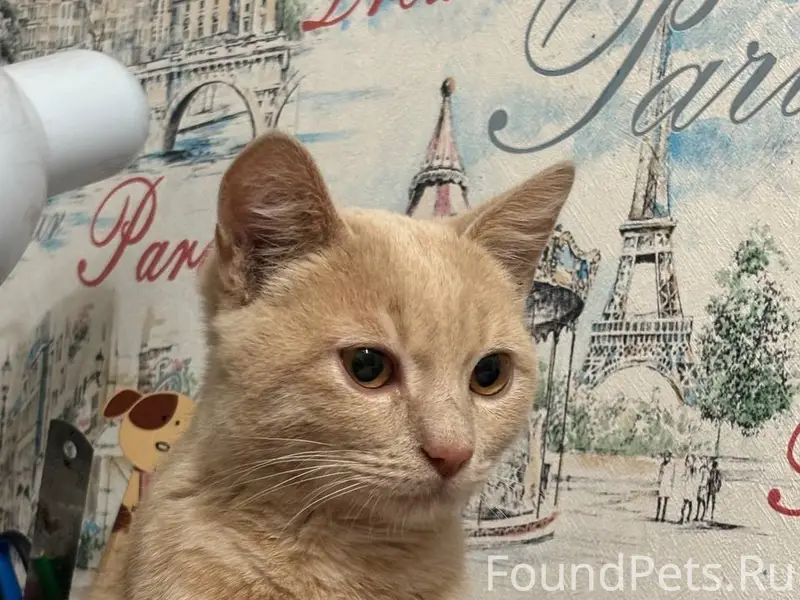 ПОТЕРЯЛСЯ ЛЮБИМЫЙ КОТЁНОК!—ВОЗ...