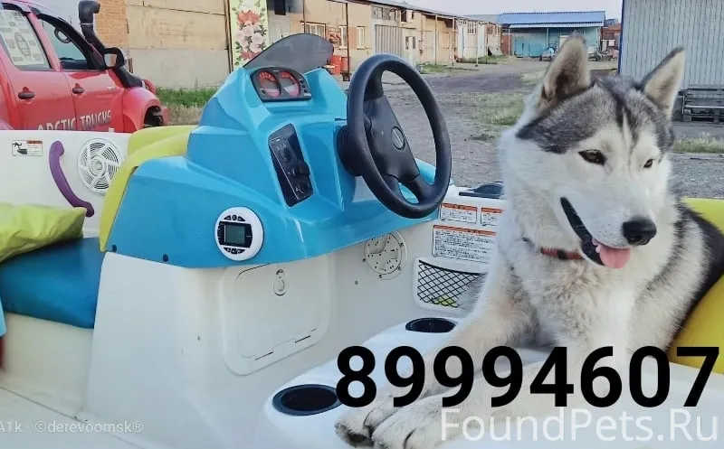 Сбежал пёс, хаски. Территориал...