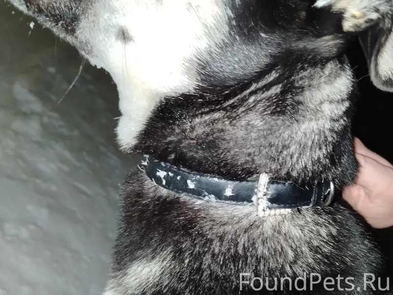 Увязалась собака, в районе сид...