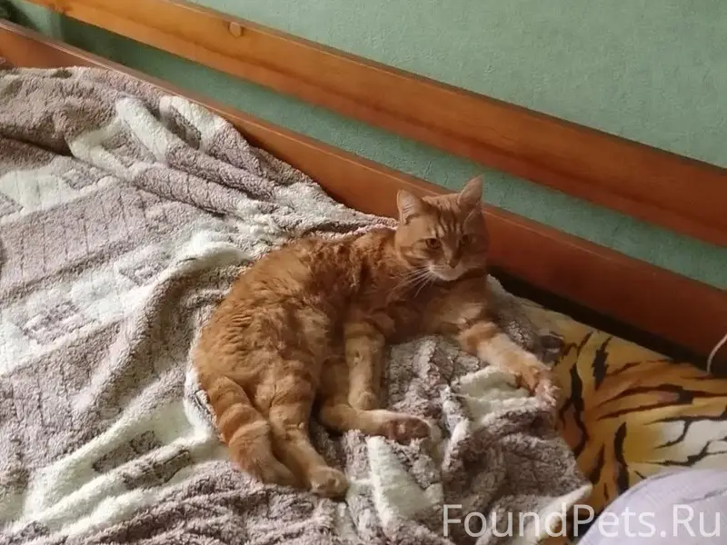 Хозяин,найтись!!!! 13.02 днем ...