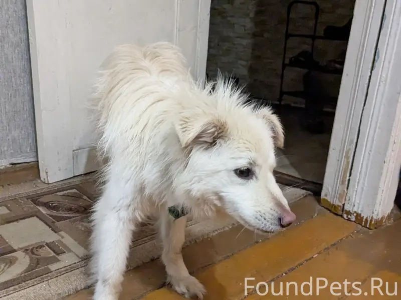 Найден пёс, на ул. Юбилейная. ...