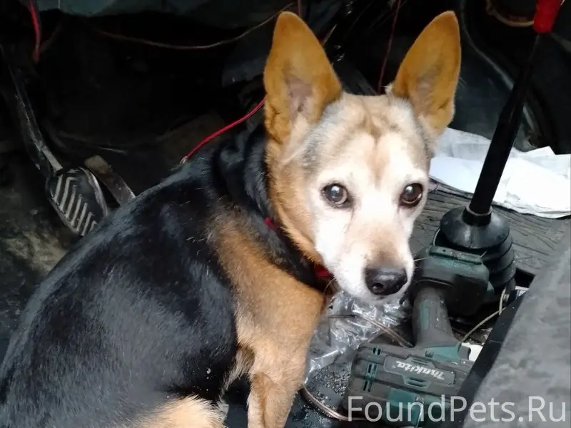Добрый день.Найдена собака,дом...
