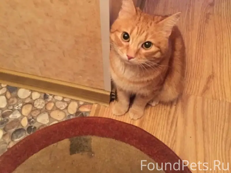 13 февраля был найден кот на.....