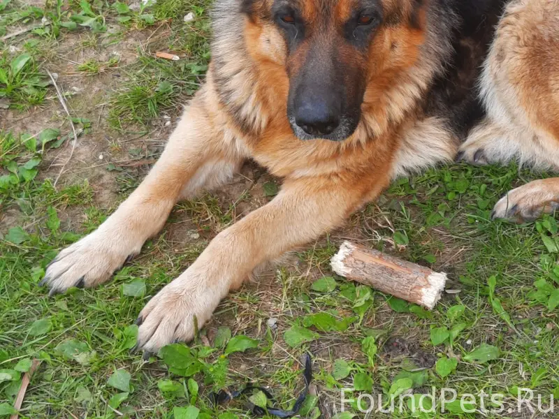 ПРОПАЛА СОБАКА, НЕМЕЦКАЯ ОВЧАР...