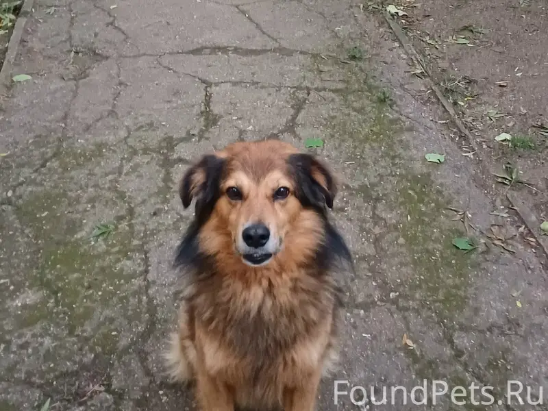 Пропали две любимые всеми соба...