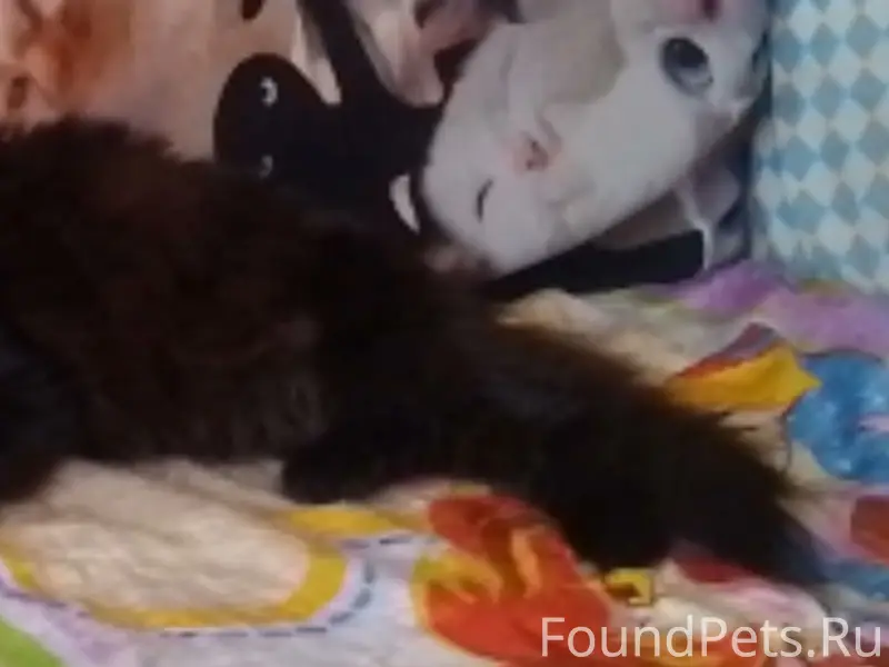 Здравствуйте, на Юбилейная 11 ...